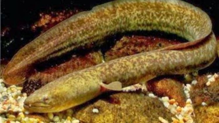 Indonesian Longfinned Eel Anguilla borneensis