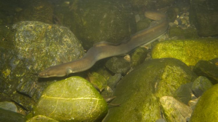 Indonesian Longfinned Eel Anguilla borneensis