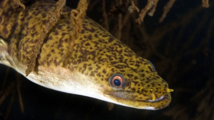 Indonesian Longfinned Eel Anguilla borneensis