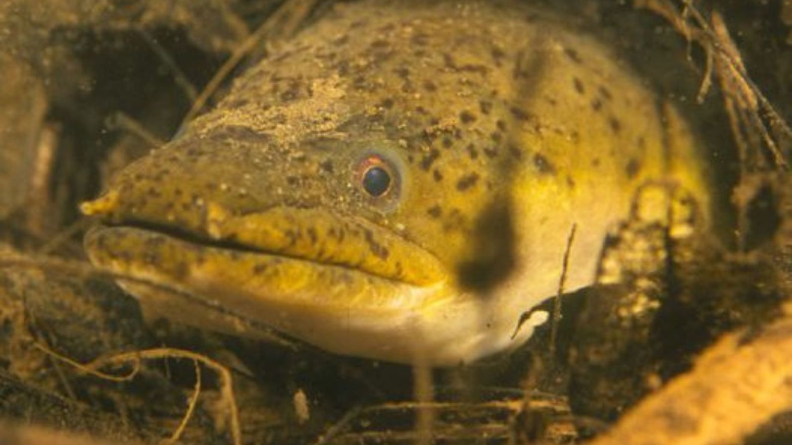 Indonesian Longfinned Eel Anguilla borneensis