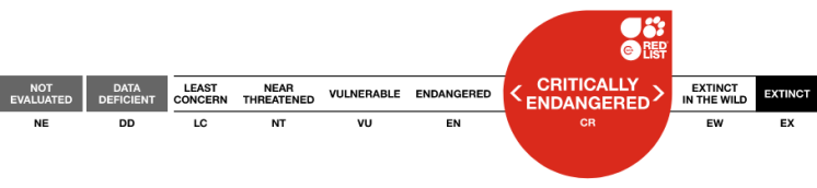 iucn-rating-critically-endangered