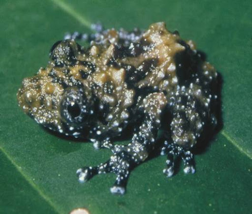 Ivory Coast Wart Frog Acanthixalus sonjae