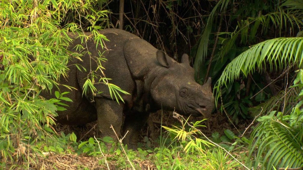 Javanese Rhinoceros sondaicus