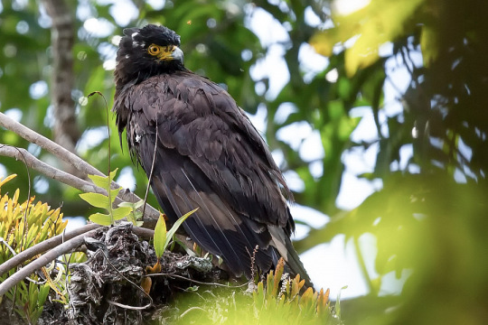 Kinabalu Serpent-eagle Spilornis kinabaluensis