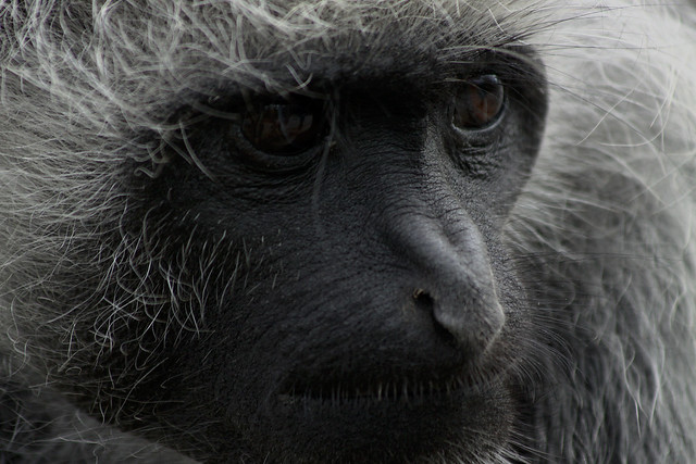 King Colobus Colobus polykomos