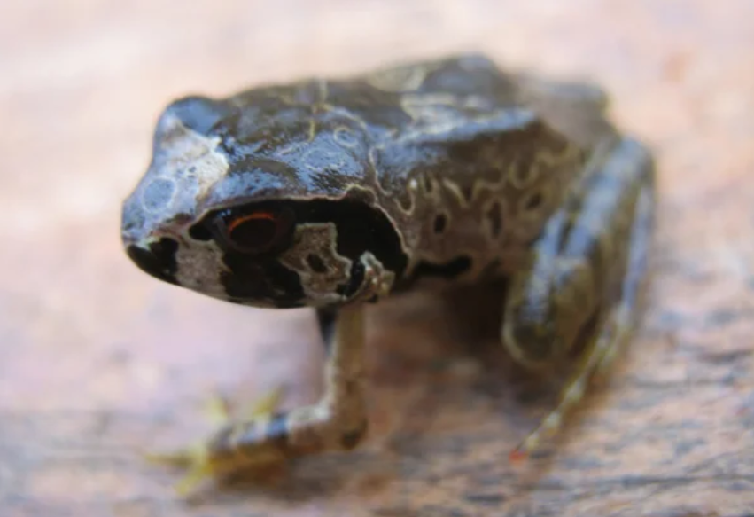 Krokosua Squeaking Frog Arthroleptis krokosua