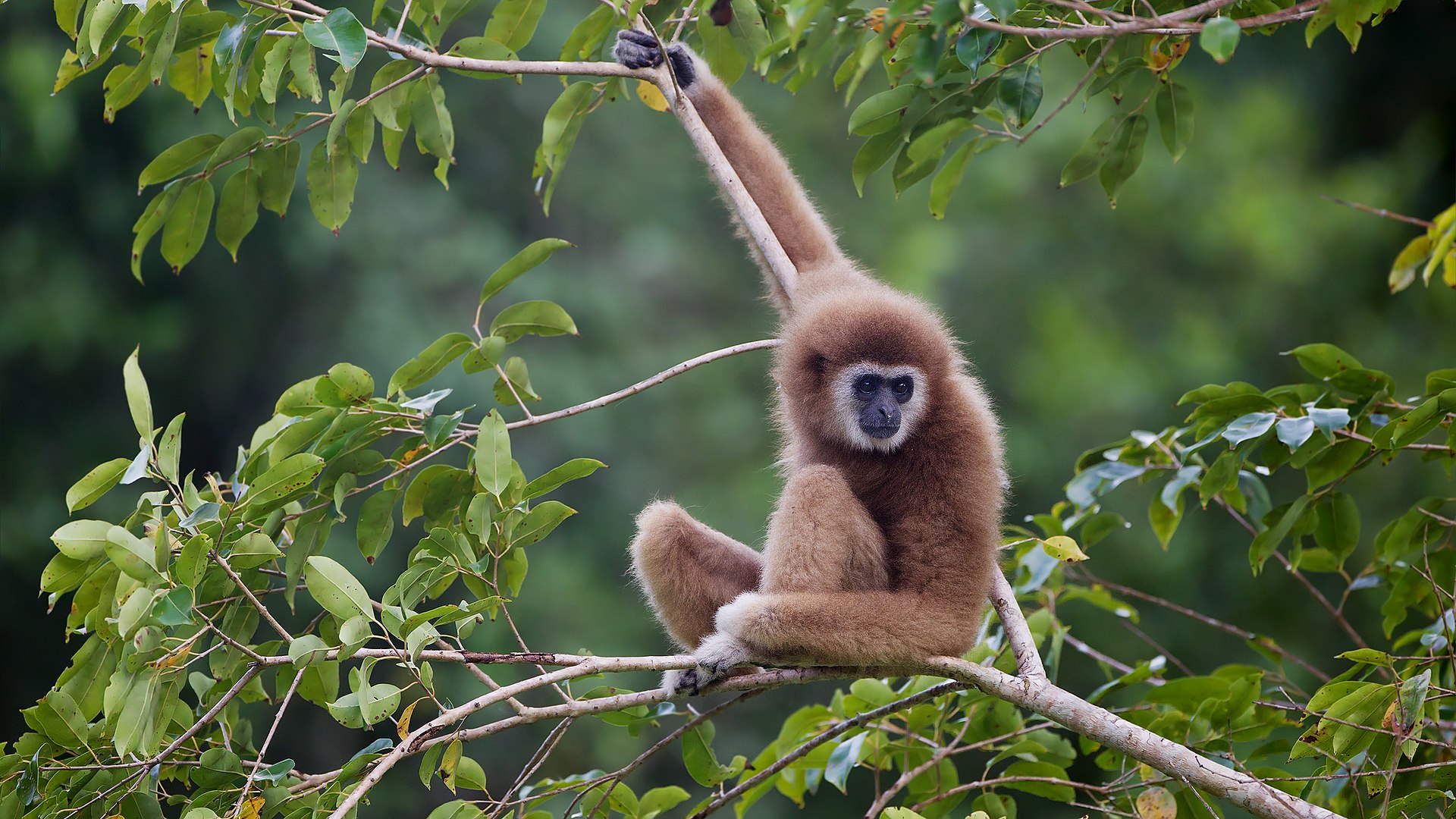 Lar Gibbon Hylobates lar