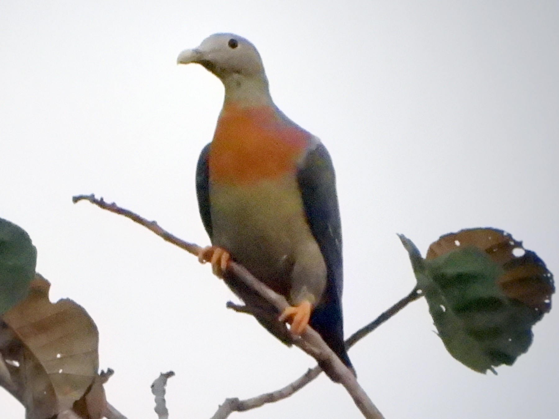 Large Green-pigeon Treron capellei