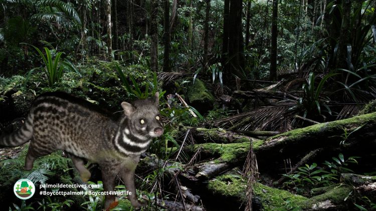 Large-spotted Civet Viverra megaspila