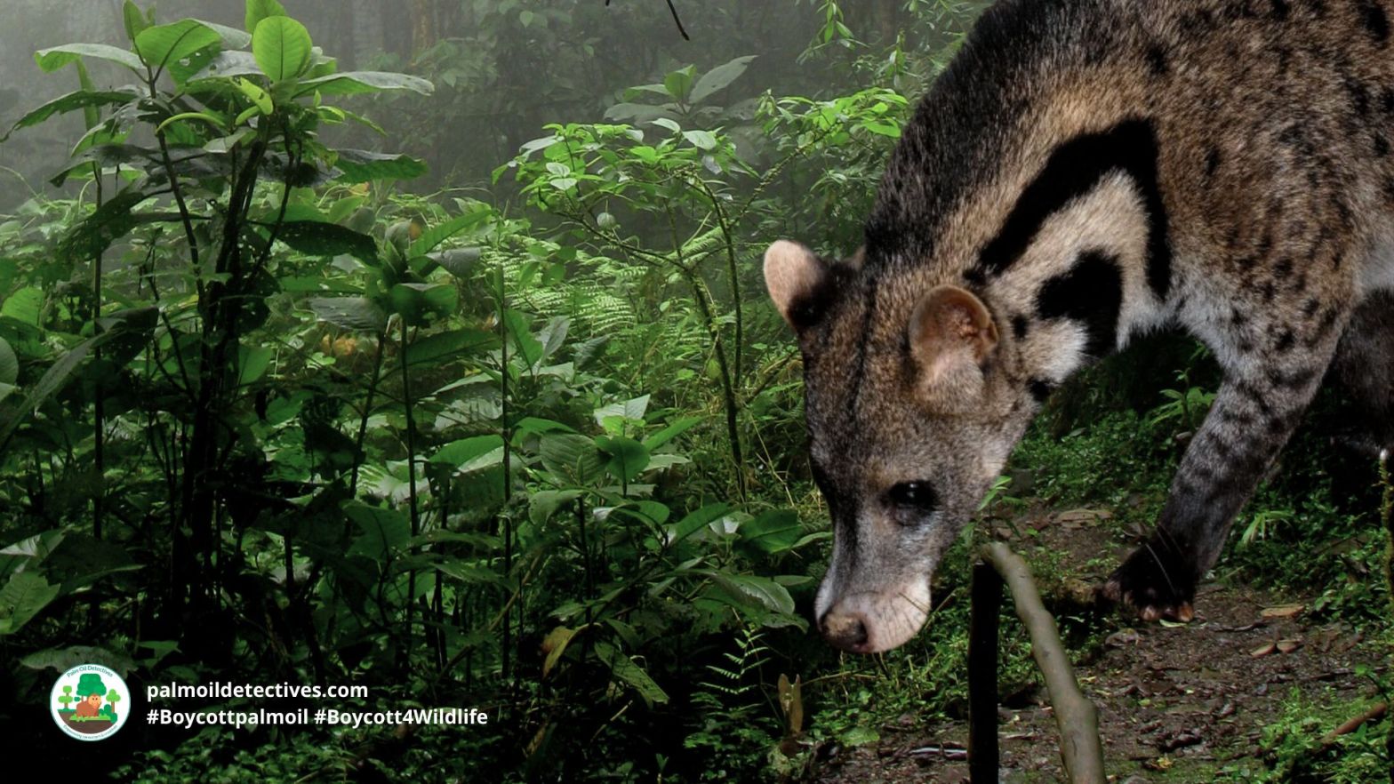 Large-spotted Civet Viverra megaspila