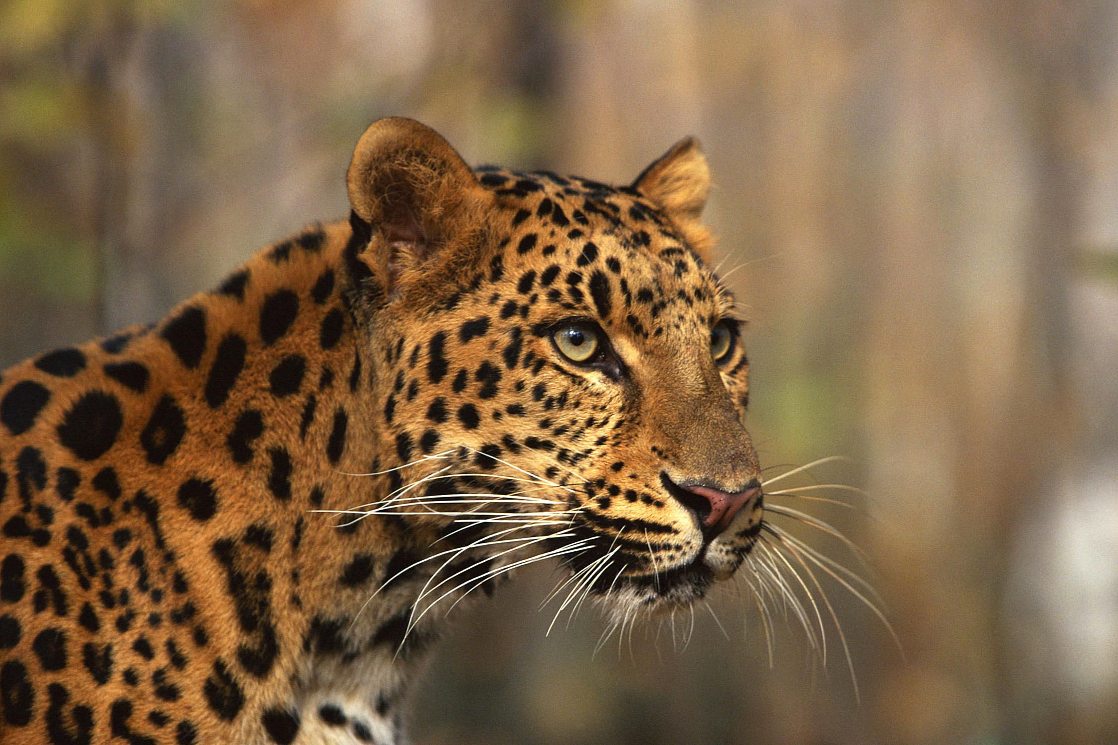 Leopard Panthera pardus
