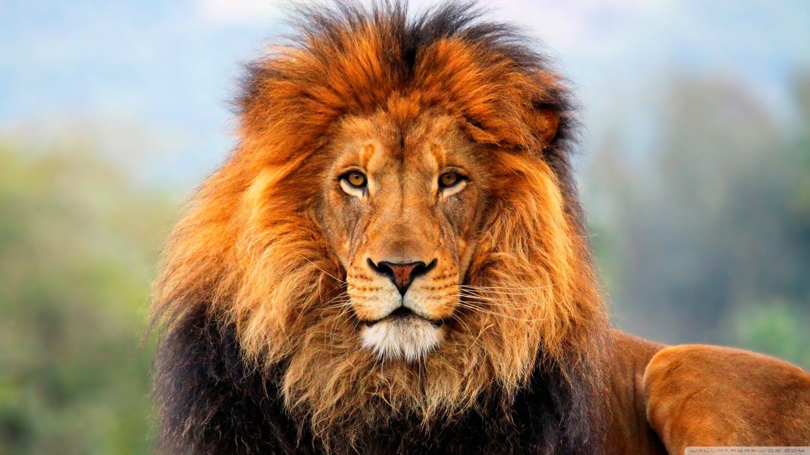 Lion Panthera leo