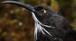 Long-bearded Honeyeater Melidectes princeps
