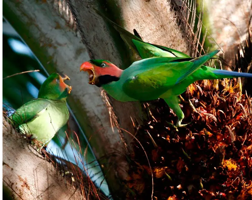 Long-tailed Parakeet Psittacula longicauda