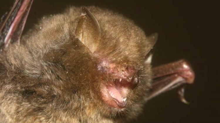 Louisiade Woolly Bat Kerivoula agnella