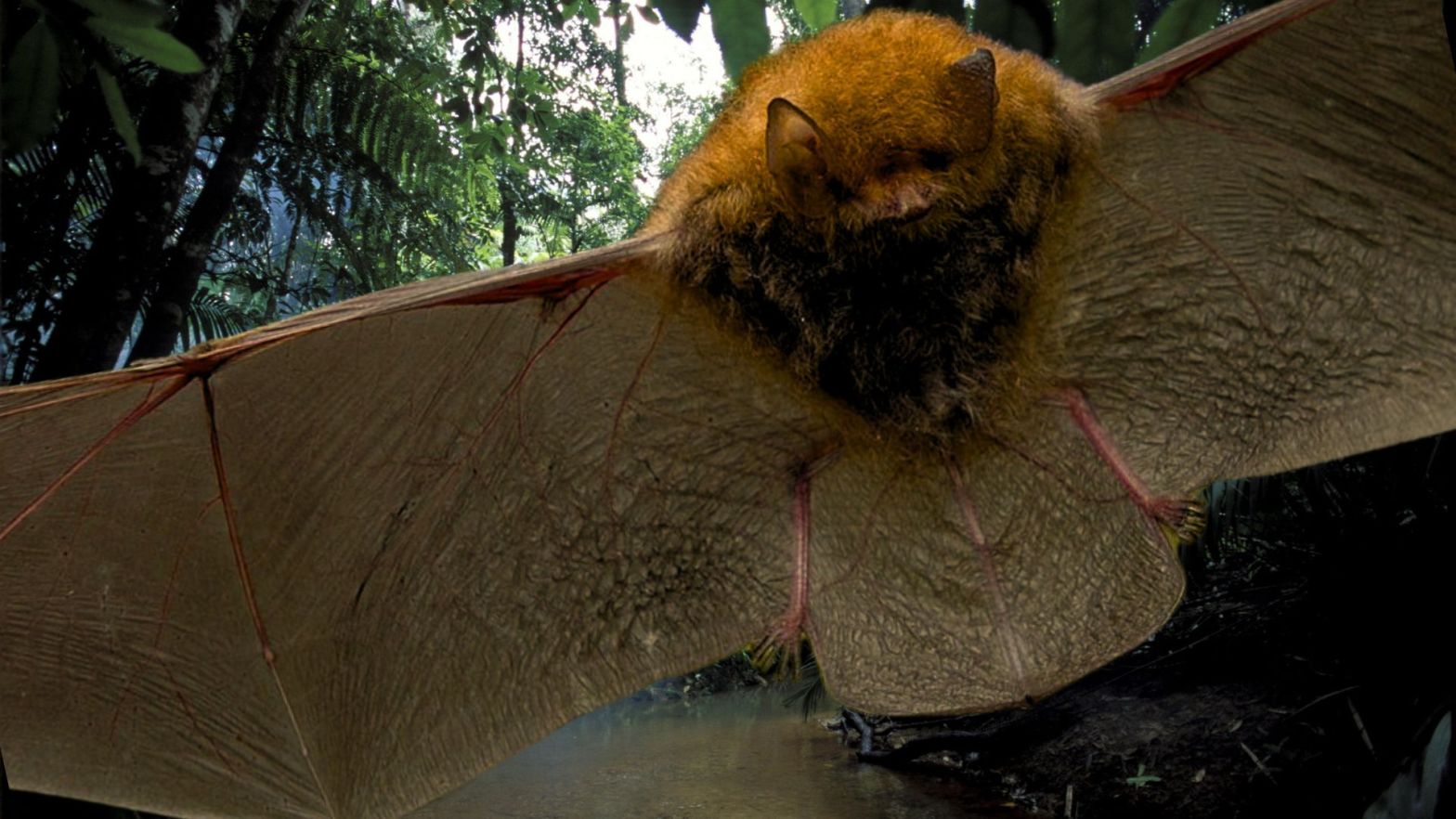 Louisiade Woolly Bat Kerivoula agnella