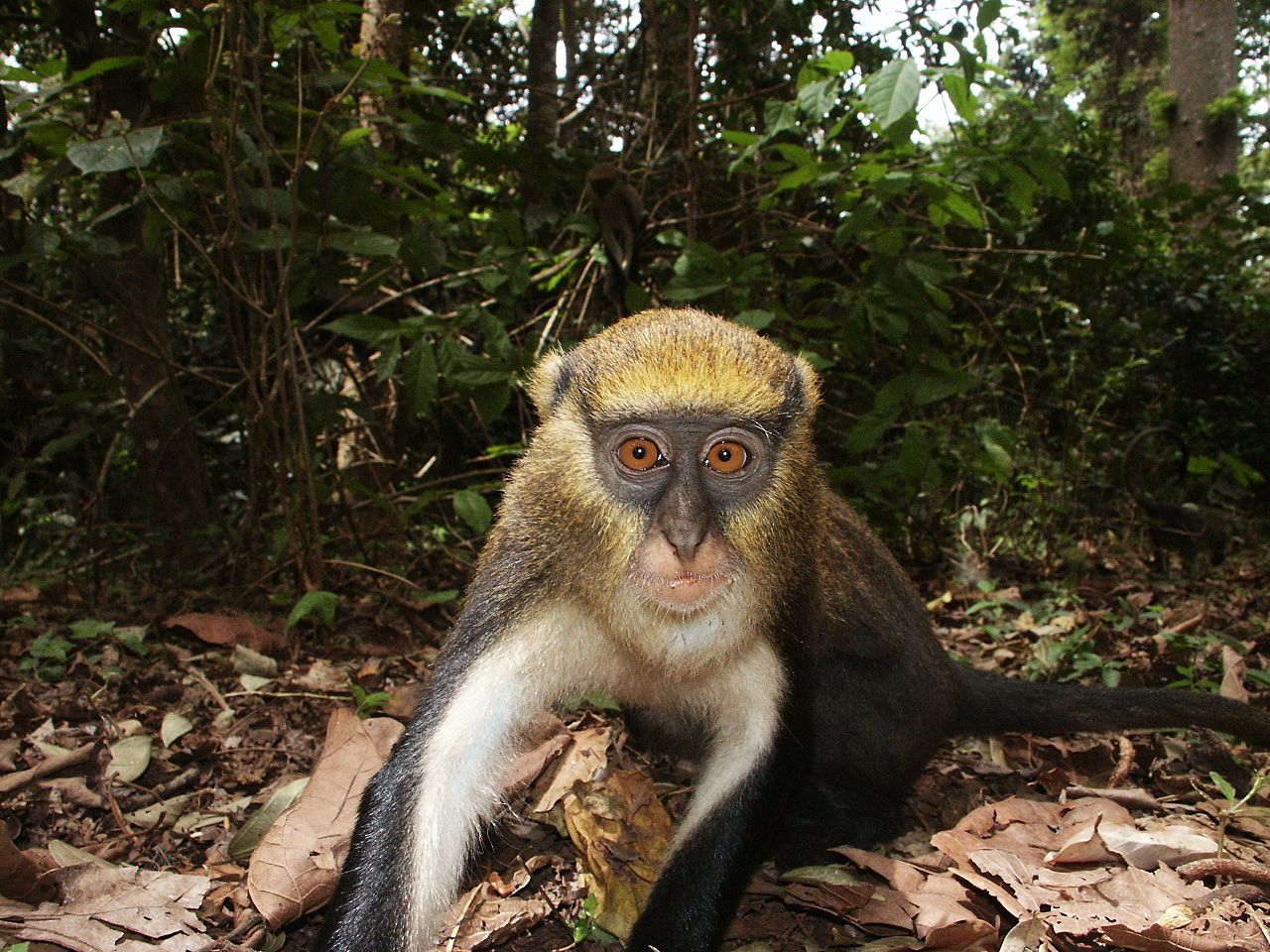 Lowe's Monkey Cercopithecus lowei