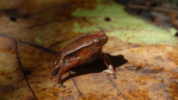 Lowland Grainy Frog Kalophrynus palmatissimus