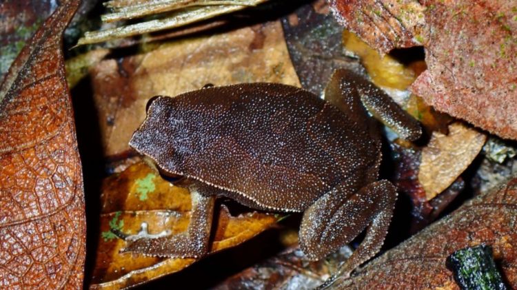 Lowland Grainy Frog Kalophrynus palmatissimus