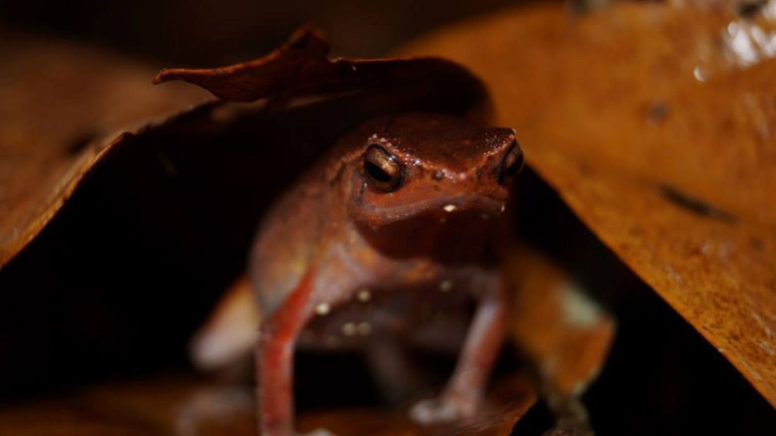 Lowland Grainy Frog Kalophrynus palmatissimus
