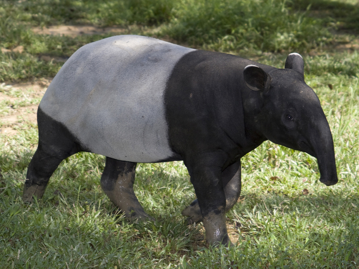 Malay Tapir Tapirus indicus