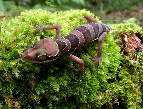 Malayan Forest Gecko Cyrtodactylus pulchellus