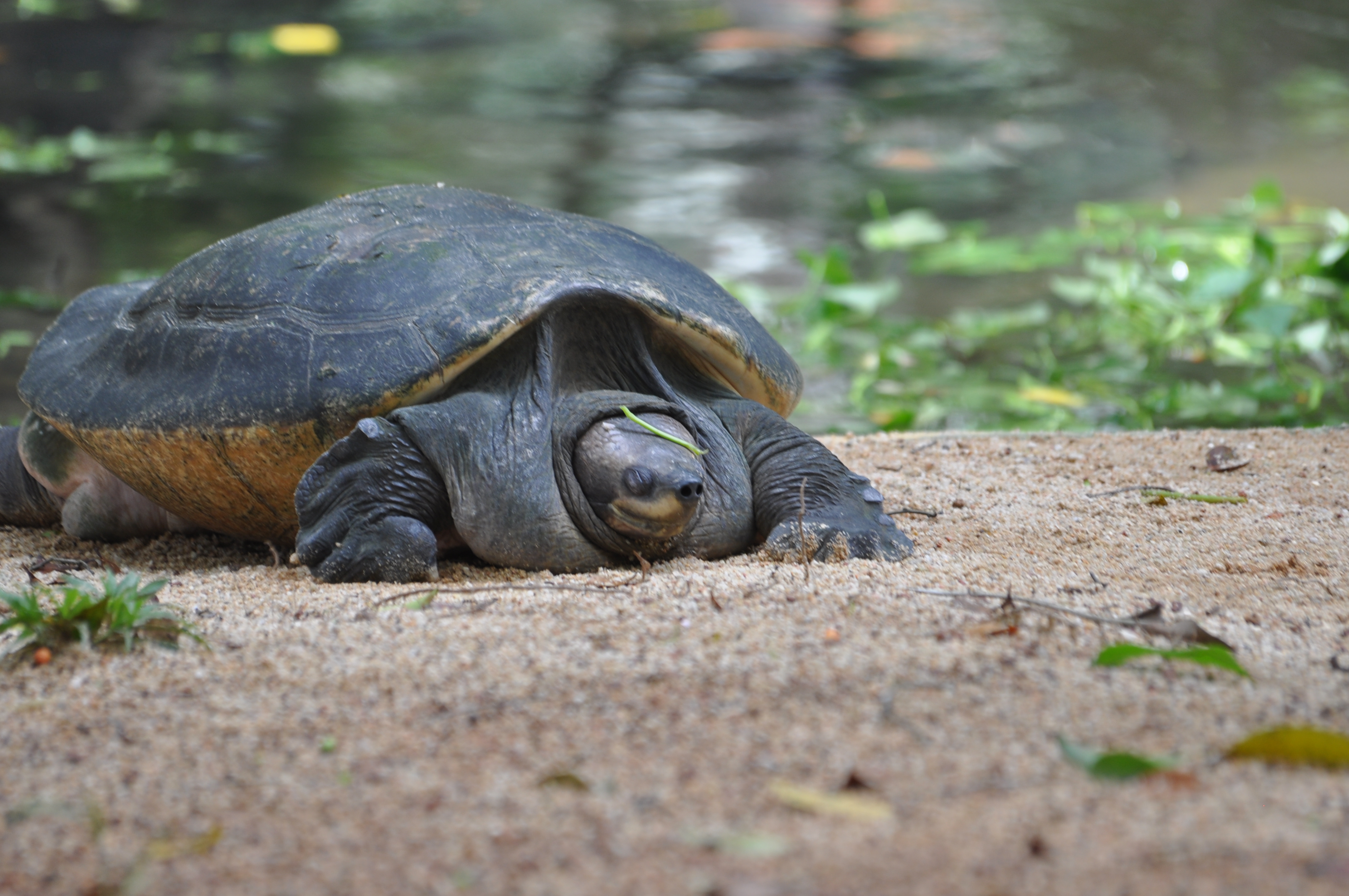 Malaysian giant river turtle Orlitia borneensis