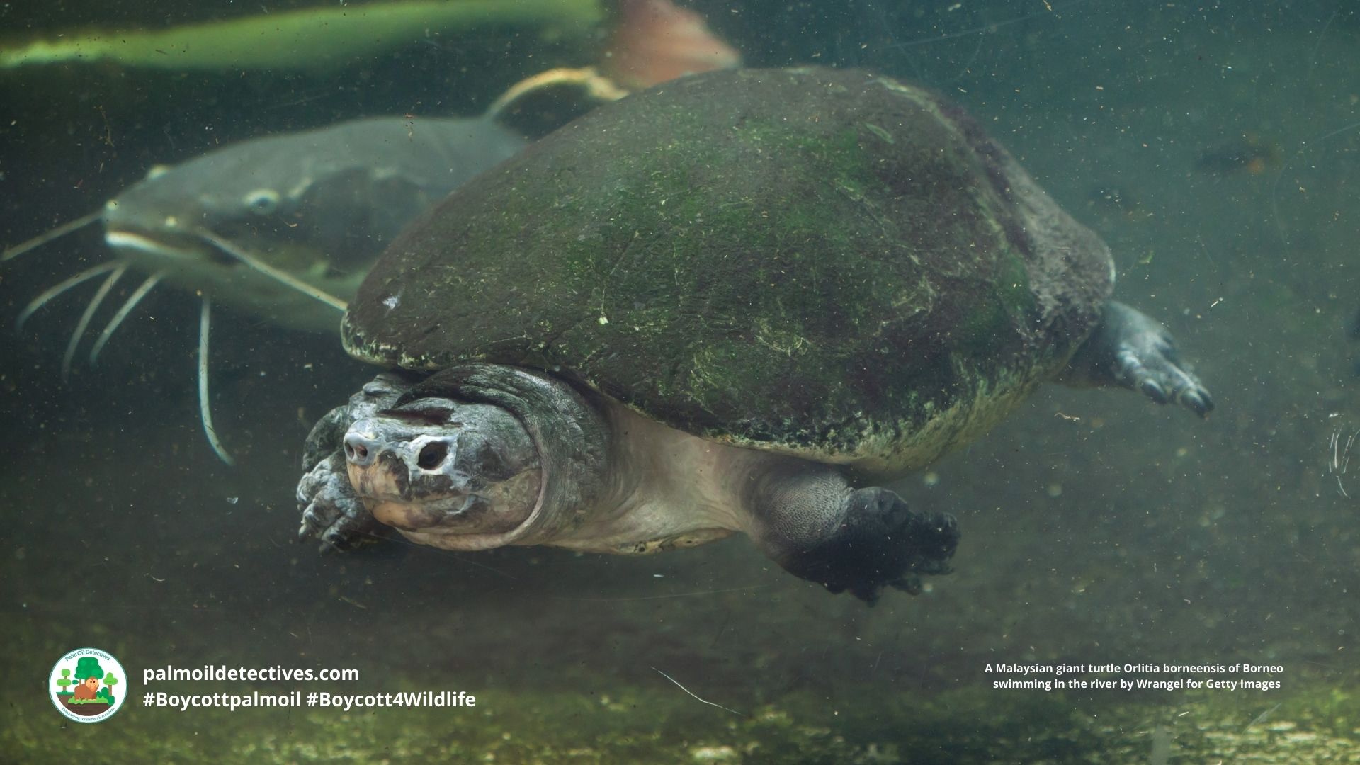 Malaysian giant turtle Orlitia borneensis by Wrangel