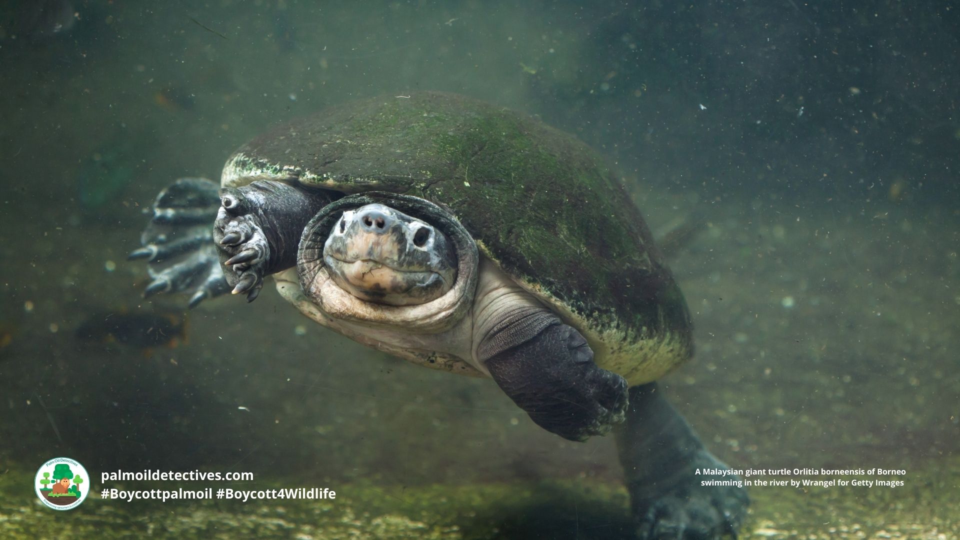 Malaysian giant turtle Orlitia borneensis by Wrangel