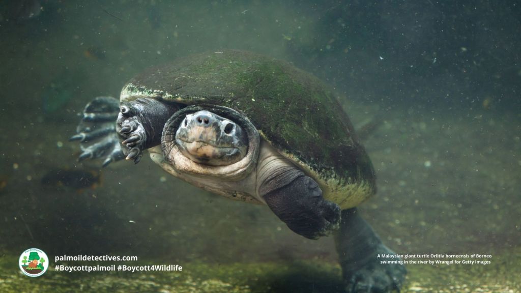 Malaysian giant turtle Orlitia borneensis by Wrangel