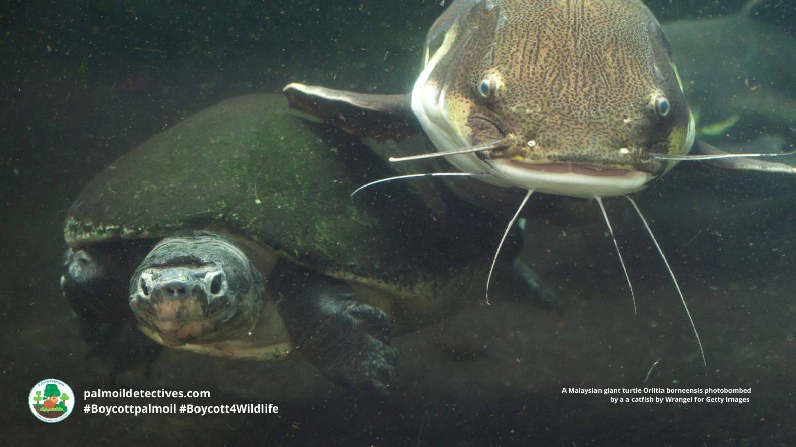 Malaysian giant turtle Orlitia borneensis by Wrangel