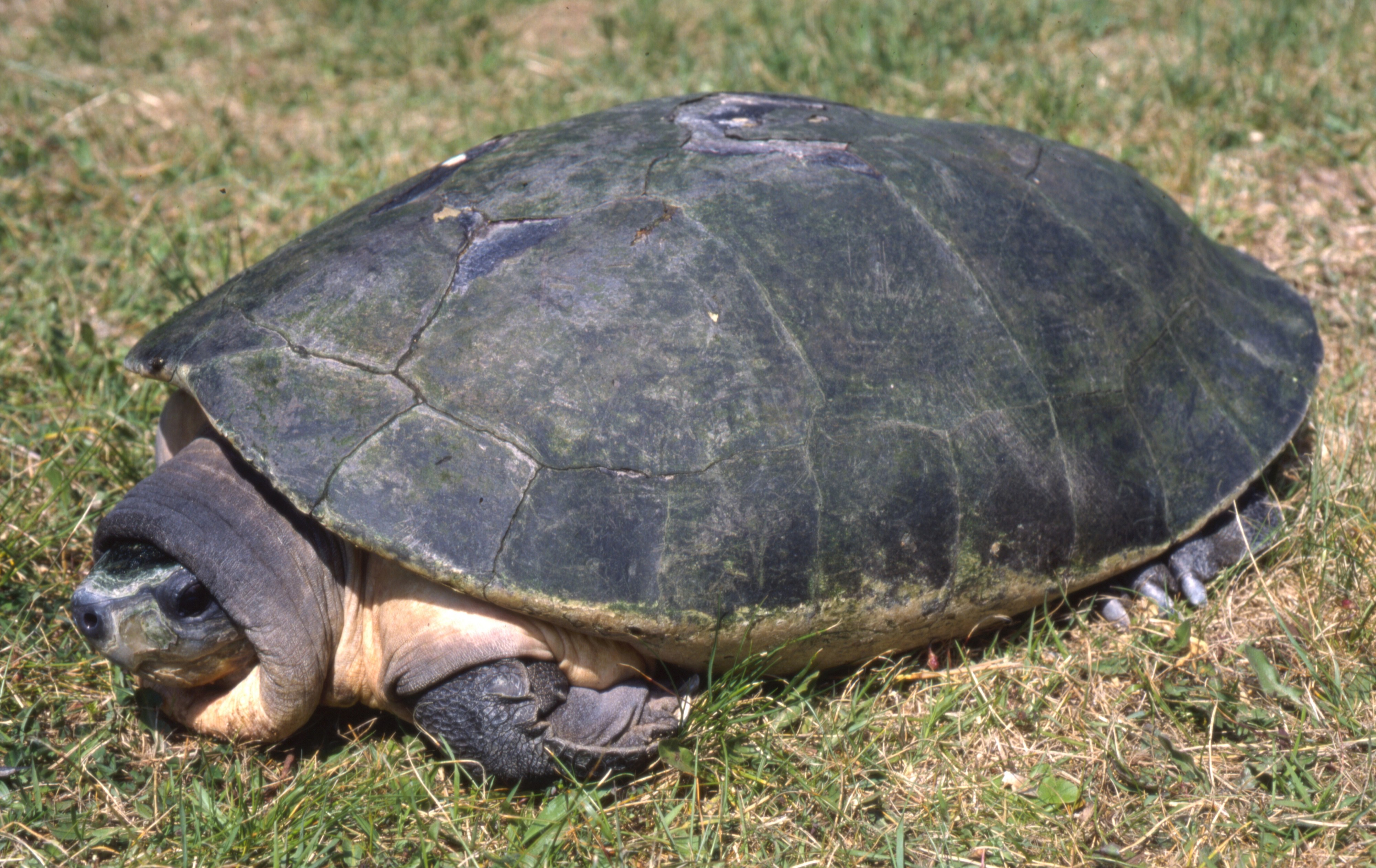Malaysian Giant Turtle Orlitia borneensis