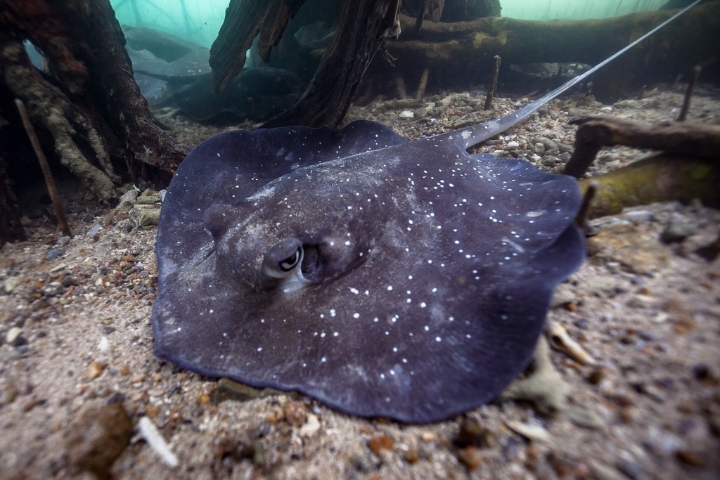 Mangrove Whipray Himantura granulata