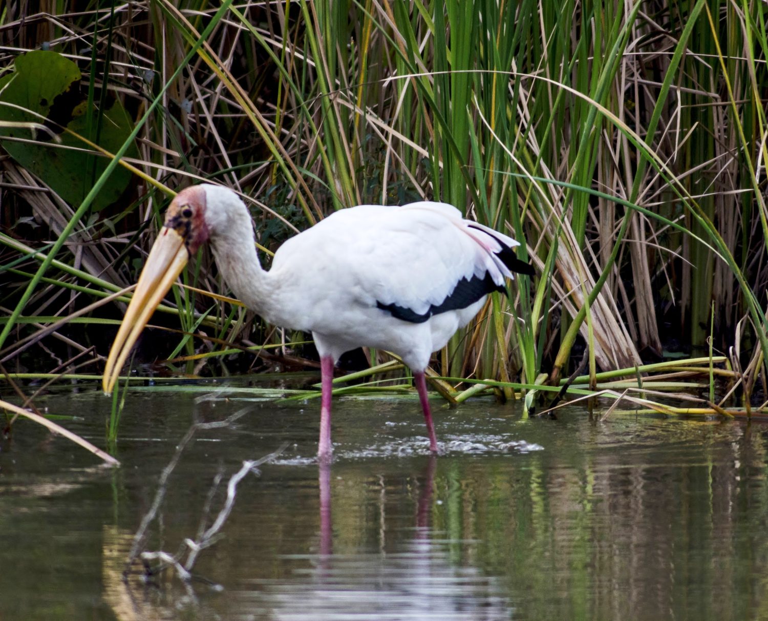 Milky Stork Mycteria cinerea