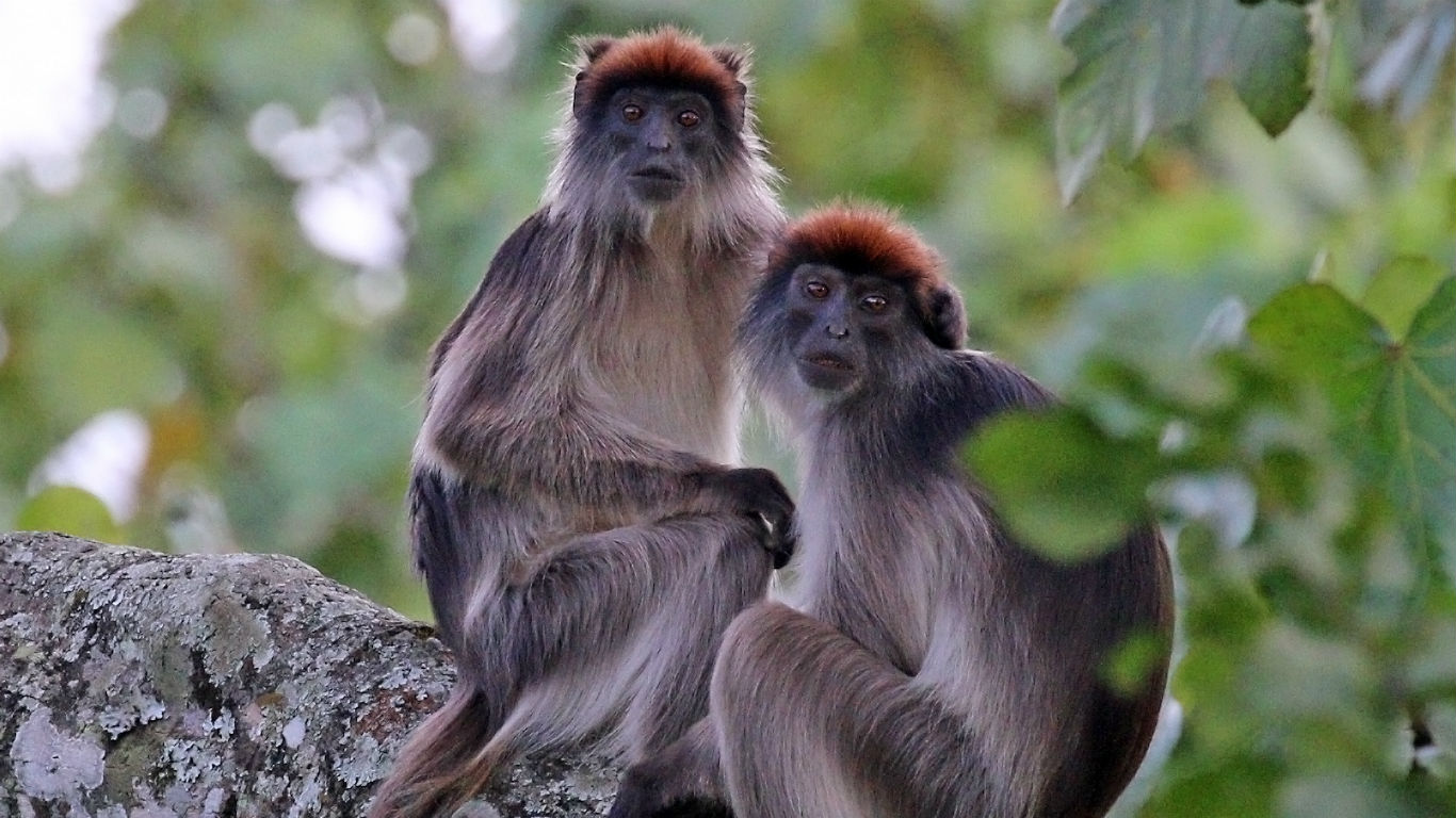 Miss Waldron’s Red Colobus Piliocolobus waldroni