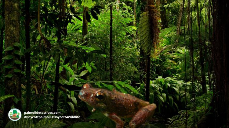 Mount Nimba Reed Frog Hyperolius nimbae