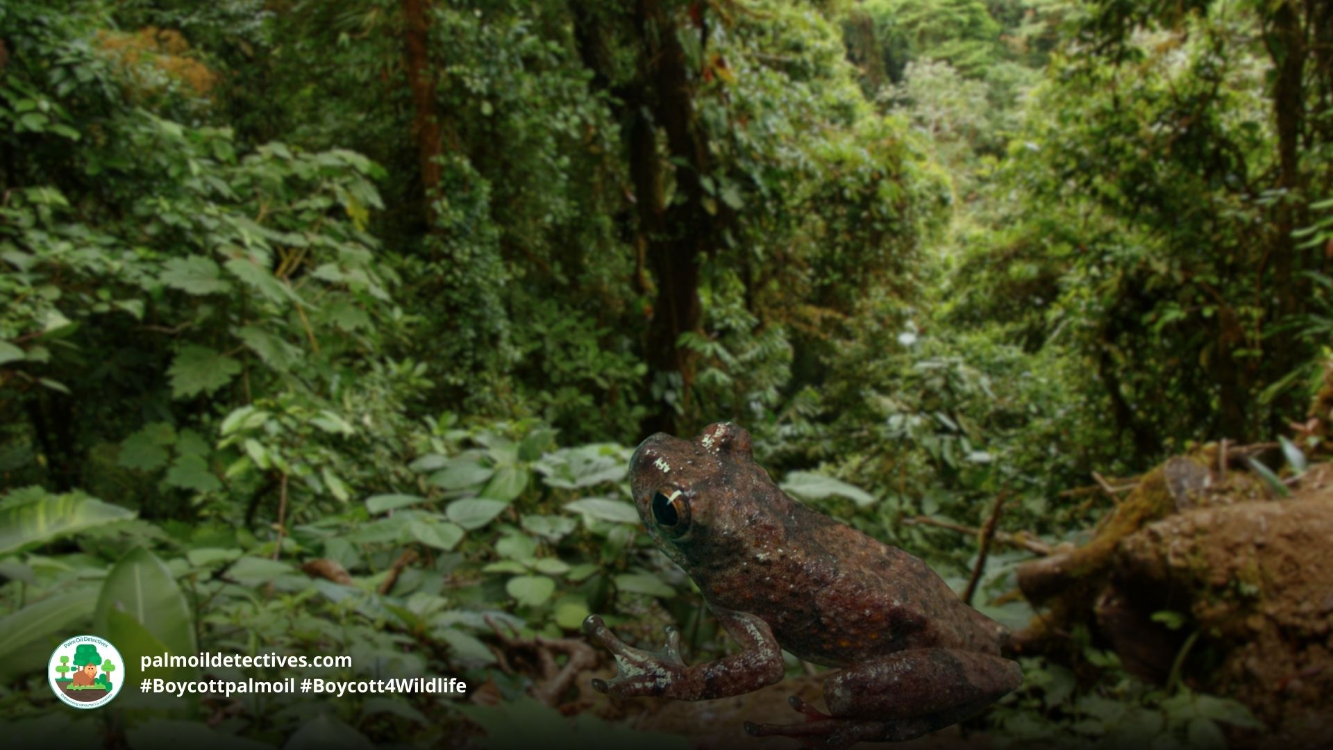 Mount Nimba Reed Frog Hyperolius nimbae