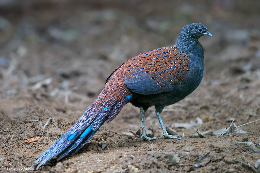Mountain Peacock-pheasant Polyplectron inopinatum