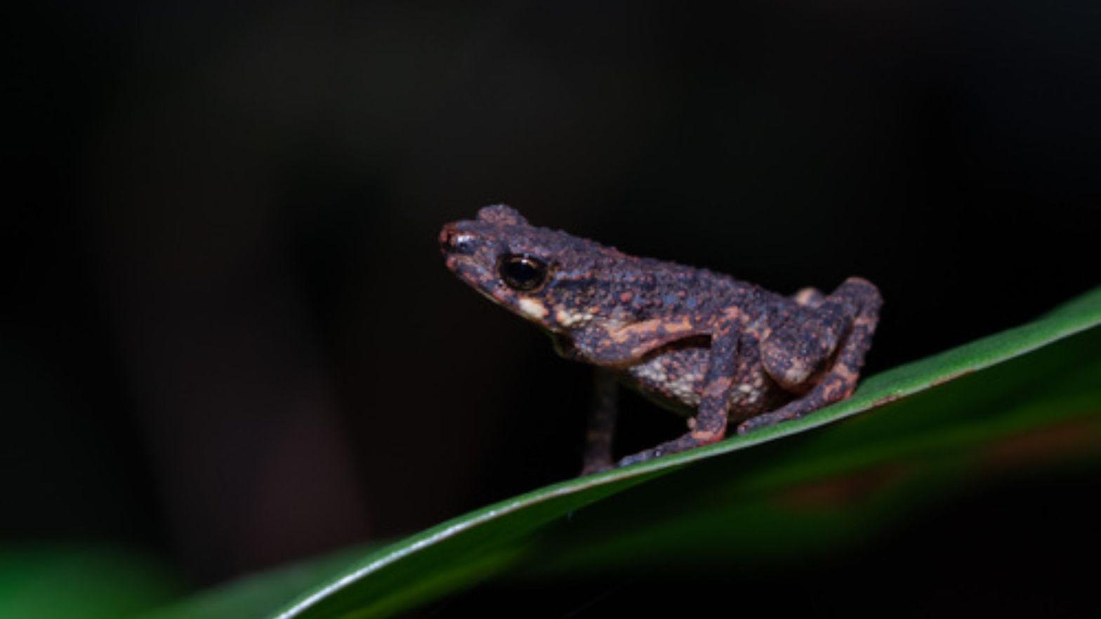 Murud Black Slender Toad Ansonia vidua