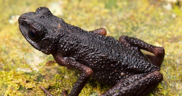 Murud Black Slender Toad Ansonia vidua