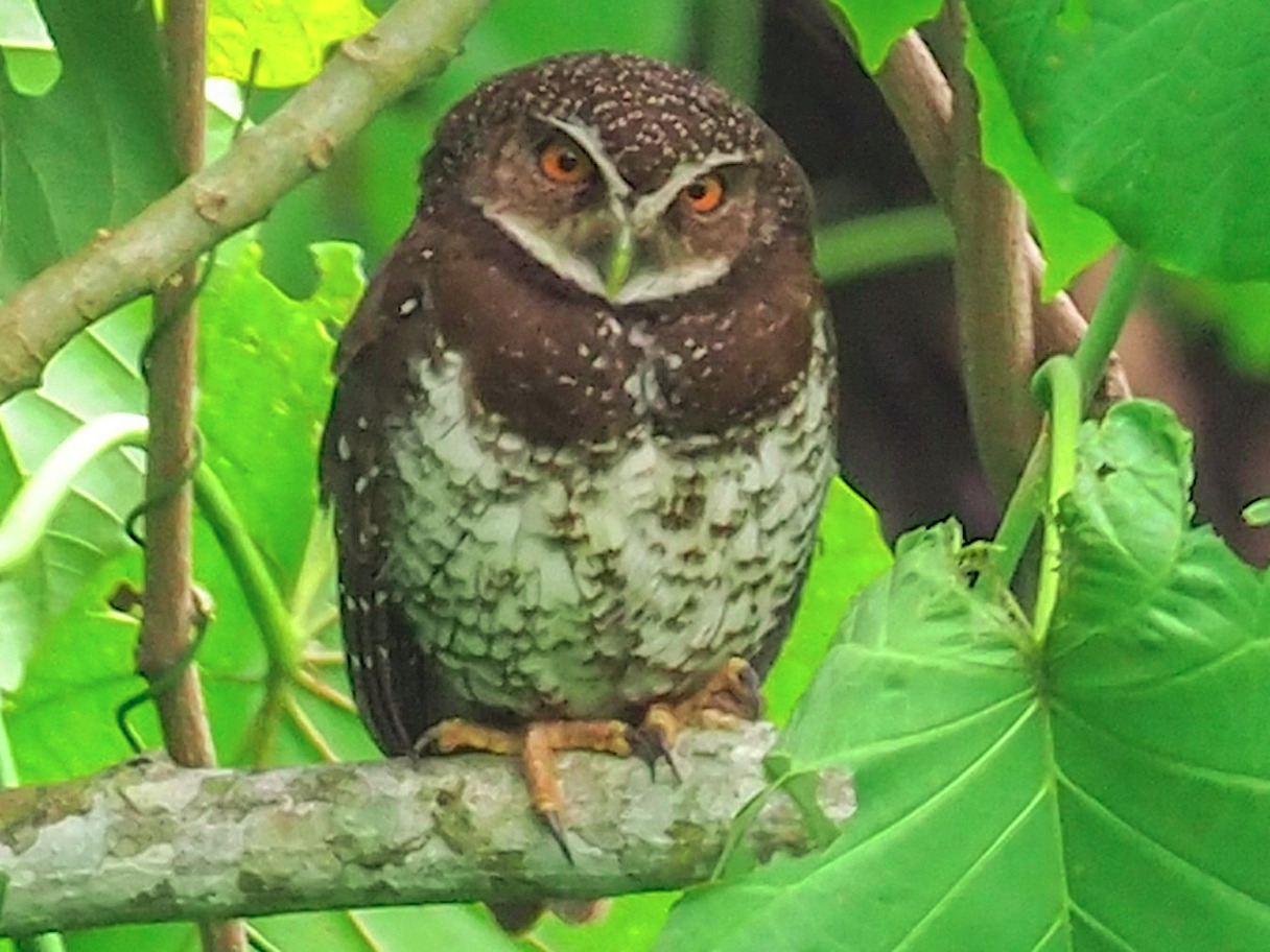 New Britain Boobook Ninox odiosa