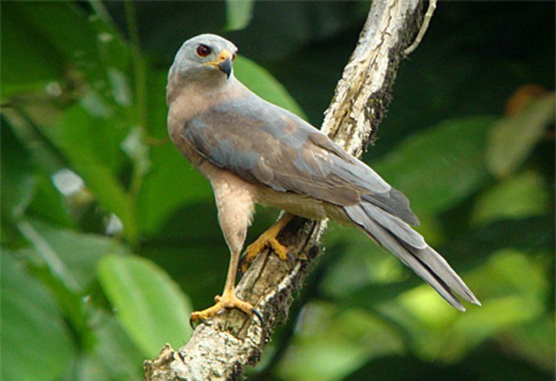 New Britain Goshawk Accipiter princeps