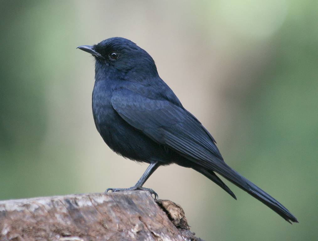 Nimba Flycatcher Melaenornis annamarulae
