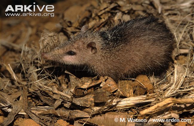 Nimba Otter Shrew Micropotamogale lamottei