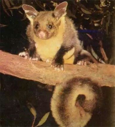 Northern Glider Petaurus abidi