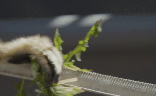 Northern White-cheeked Gibbon Nomascus leucogenys