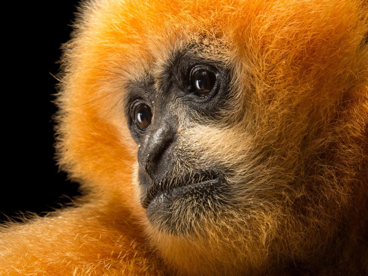 Northern White-cheeked Gibbon Nomascus&nbsp;leucogenys