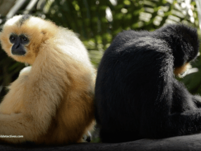 Northern Yellow-cheeked Crested Gibbon Nomascus&nbsp;annamensis