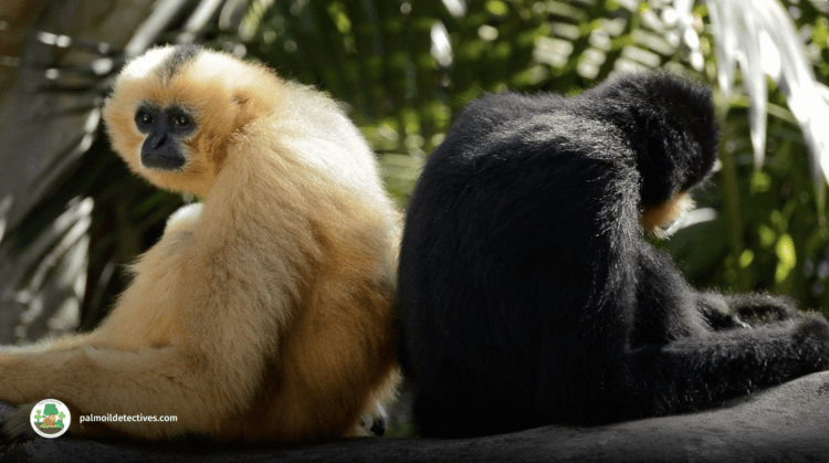 Northern Yellow-cheeked Crested Gibbon Nomascus annamensis