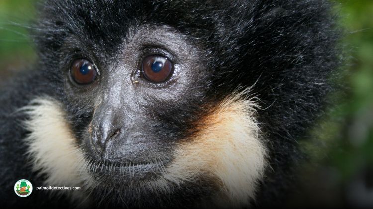 Northern Yellow-cheeked Crested Gibbon Nomascus annamensis